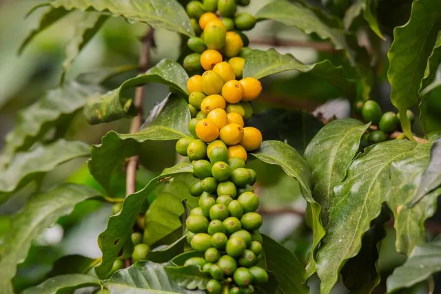 Coffee Plant